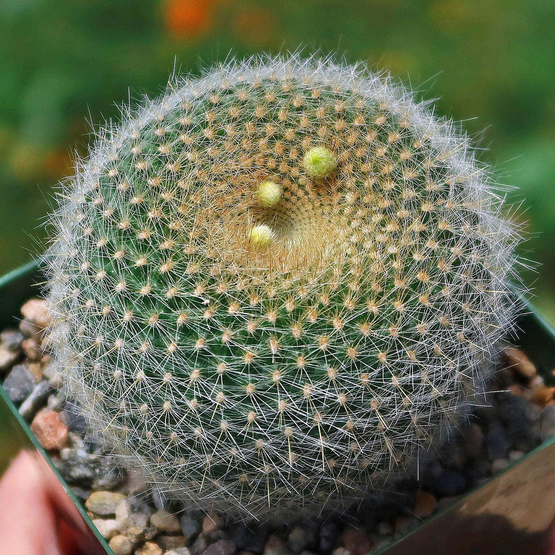 Notocactus graessneri albisetus