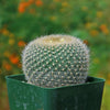 Notocactus graessneri albisetus