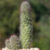 Mammillaria fraileana