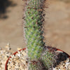 Mammillaria fraileana