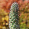 Mammillaria fraileana