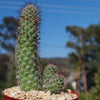 Mammillaria fraileana