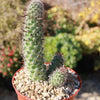 Mammillaria fraileana