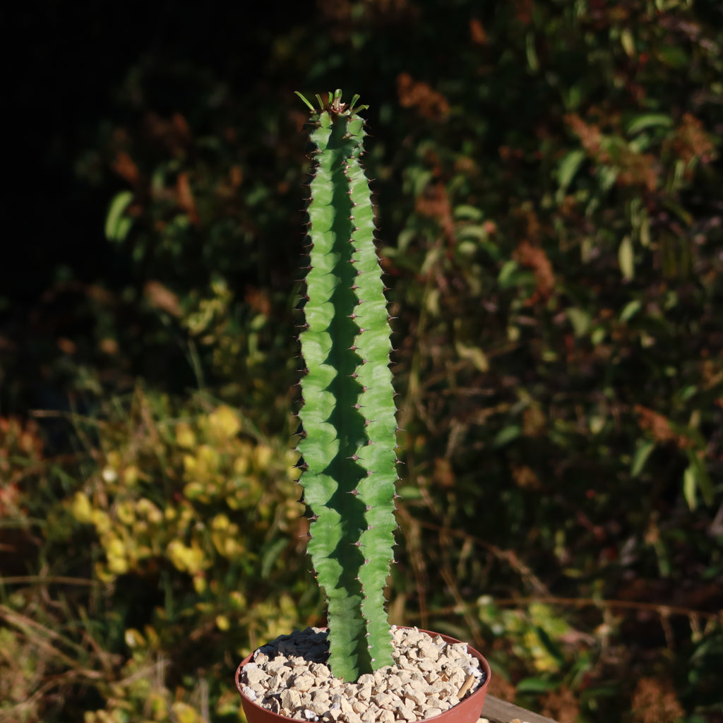 Euphorbia acrurensis abyssinia Desert Candle