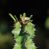 Euphorbia acrurensis abyssinia Desert Candle