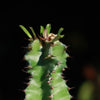 Euphorbia acrurensis abyssinia Desert Candle