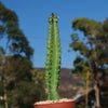 Euphorbia acrurensis abyssinia Desert Candle