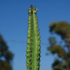 Euphorbia acrurensis abyssinia Desert Candle