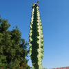 Euphorbia acrurensis abyssinia Desert Candle