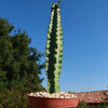 Euphorbia acrurensis abyssinia Desert Candle