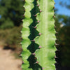 Euphorbia acrurensis abyssinia Desert Candle