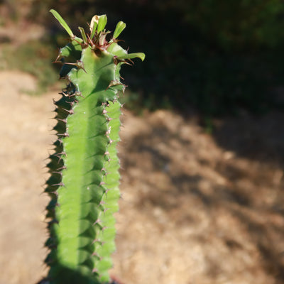 Euphorbia acrurensis abyssinia Desert Candle
