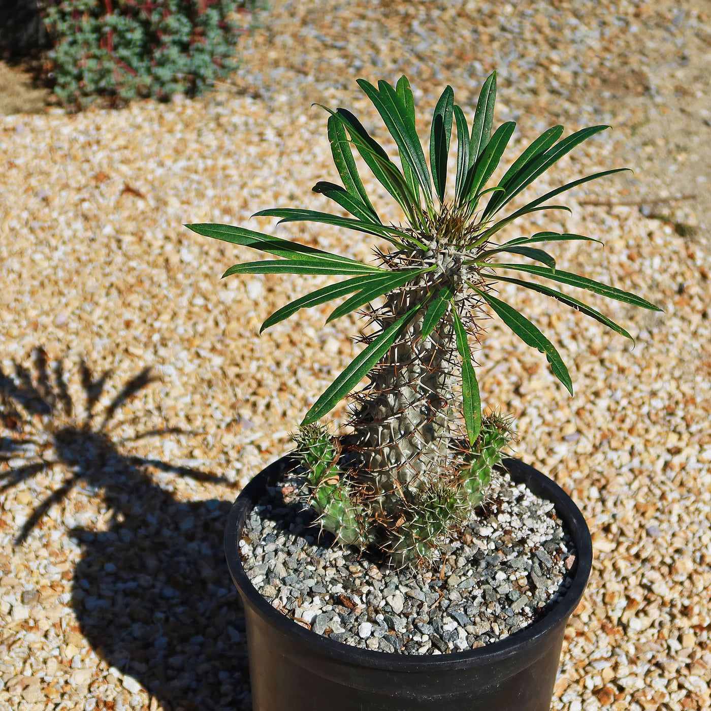 Madagascar Palm Plant - Pachypodium lamerei -11