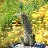 Madagascar Palm Plant - Pachypodium lamerei -1