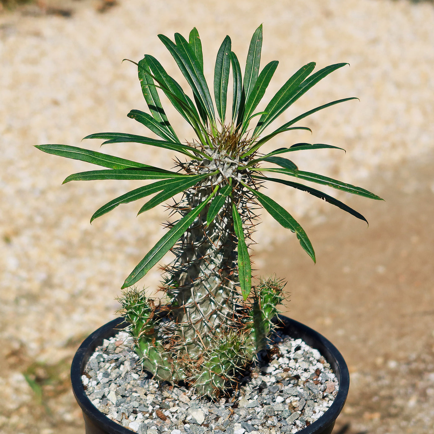 Madagascar Palm Plant - Pachypodium lamerei -10