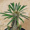 Madagascar Palm Plant - Pachypodium lamerei -2