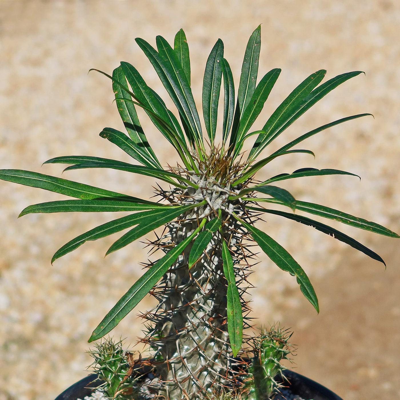 Madagascar Palm Plant - Pachypodium lamerei -2
