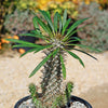 Madagascar Palm Plant - Pachypodium lamerei - 9