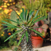 Madagascar Palm Plant - Pachypodium lamerei - 8