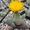 Ihlenfeldtia vanzylii