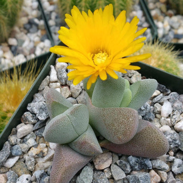 small yellow succulent Ihlenfeldtia vanzylii