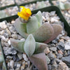 Ihlenfeldtia vanzylii