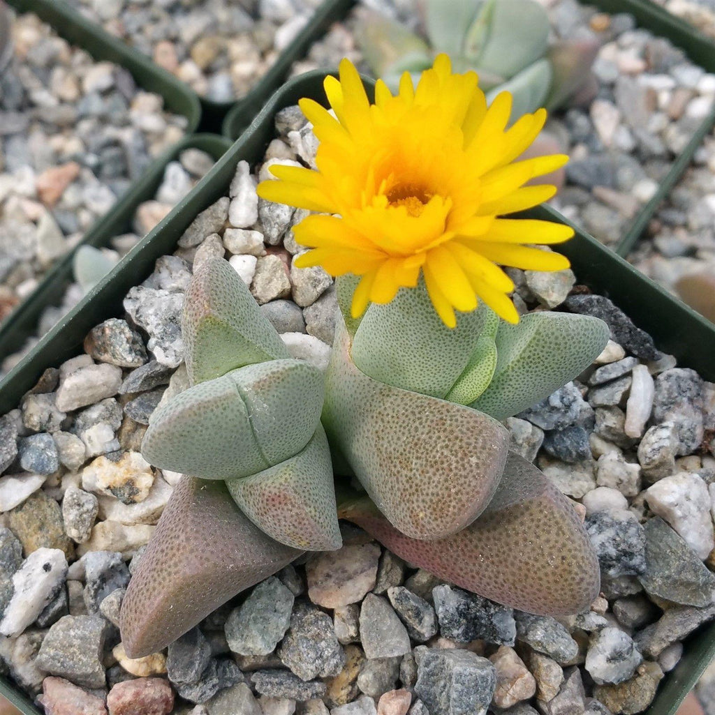 Ihlenfeldtia vanzylii