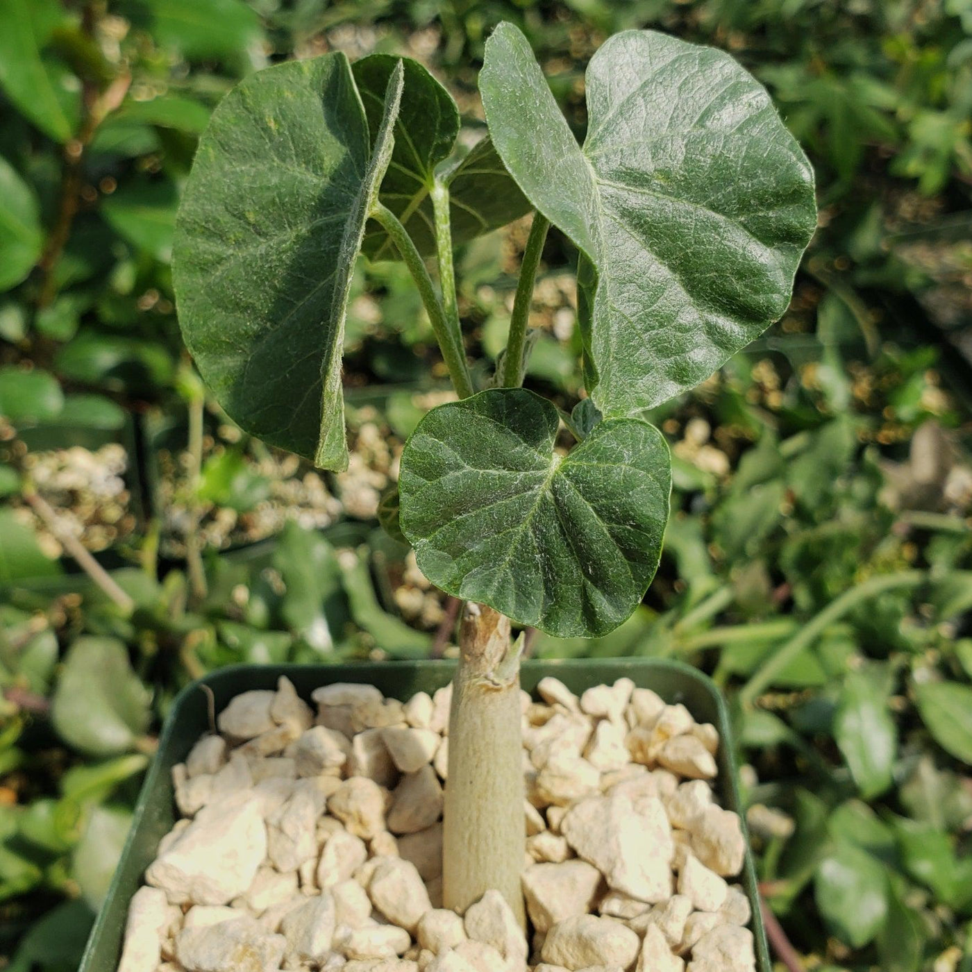 cotton plant in pot Ipomoea albivenia