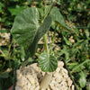 Ipomoea albivenia