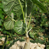 Ipomoea albivenia