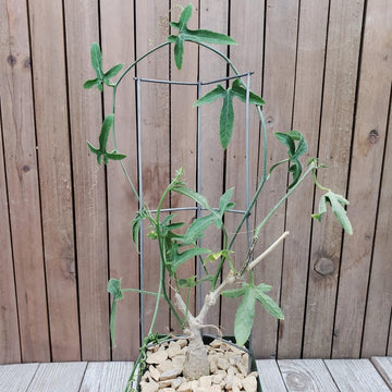 morning glory plants in pots Best Quality Ipomoea Platensis Succulent | Shop Online