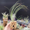 Tillandsia Juncifolia