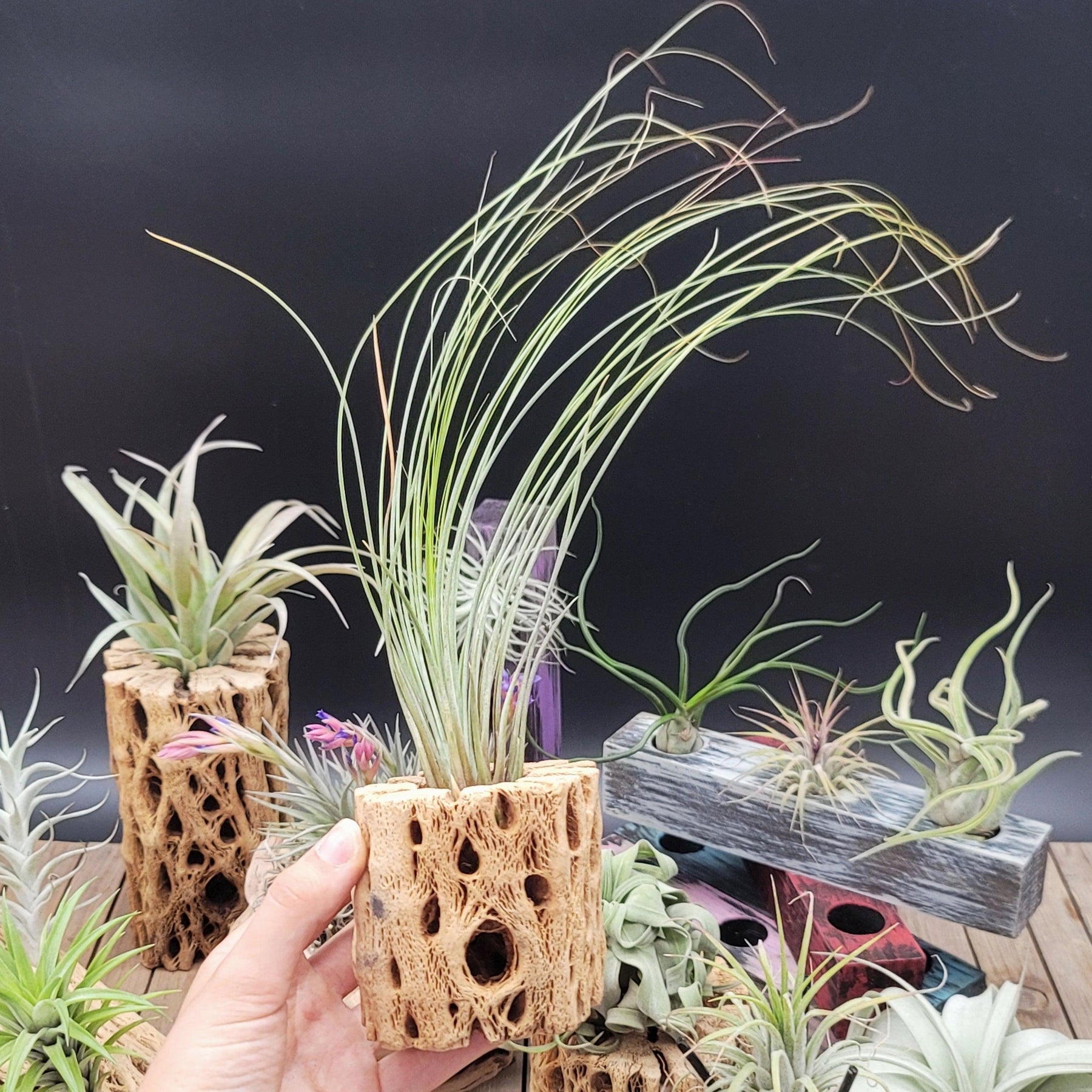 pineapple air plant Tillandsia Juncifolia Air Plant | Shop Online