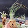 Tillandsia Juncifolia