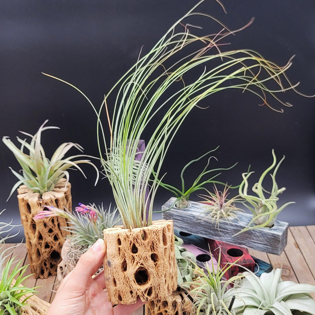 Tillandsia Juncifolia