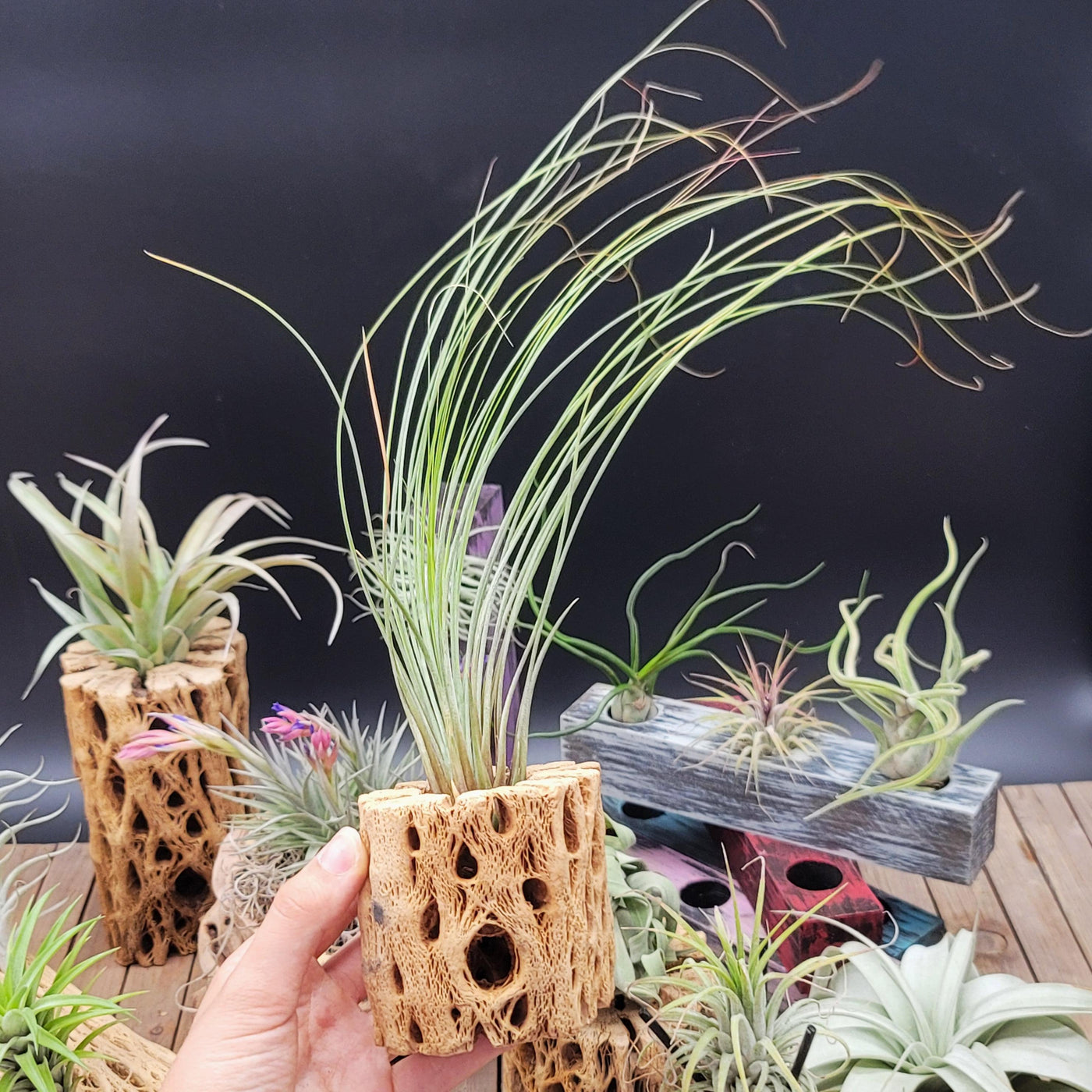 paucifolia air plant Tillandsia Juncifolia Air Plant | Shop Online