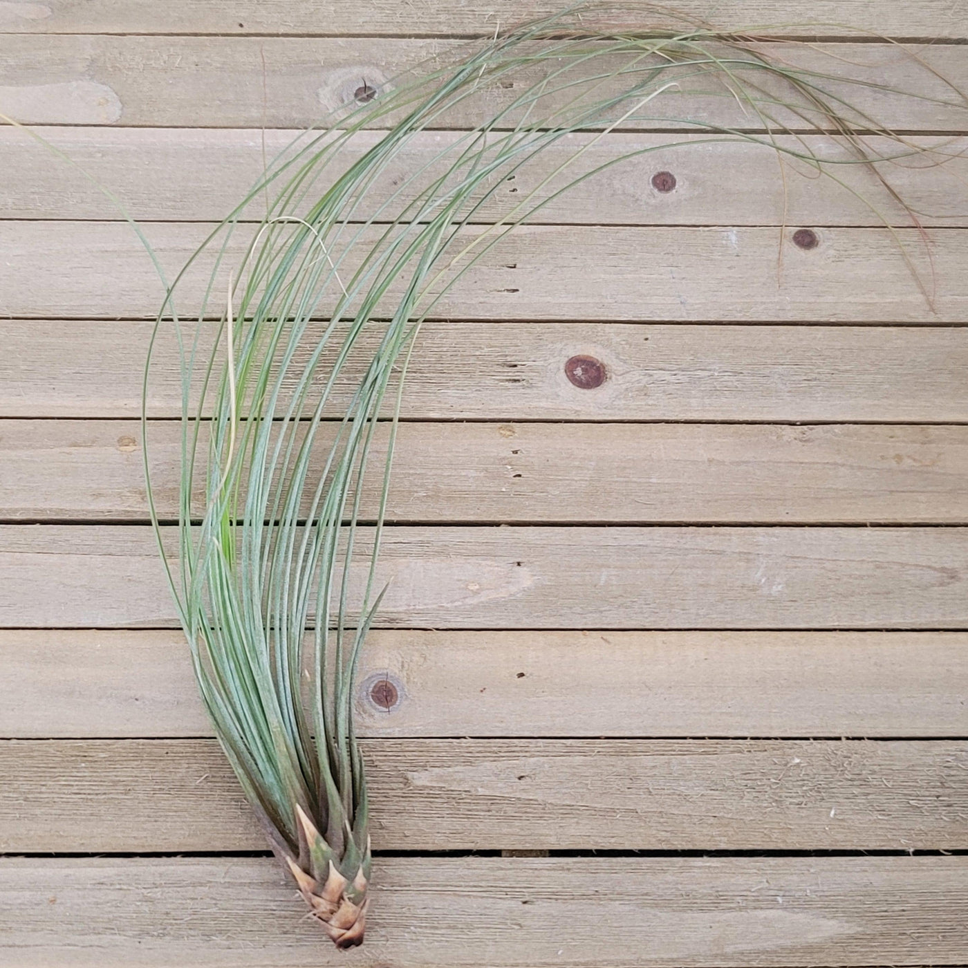 tillandsia juncea air plant Tillandsia Juncifolia