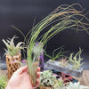 Tillandsia Juncifolia