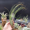 Tillandsia Juncifolia