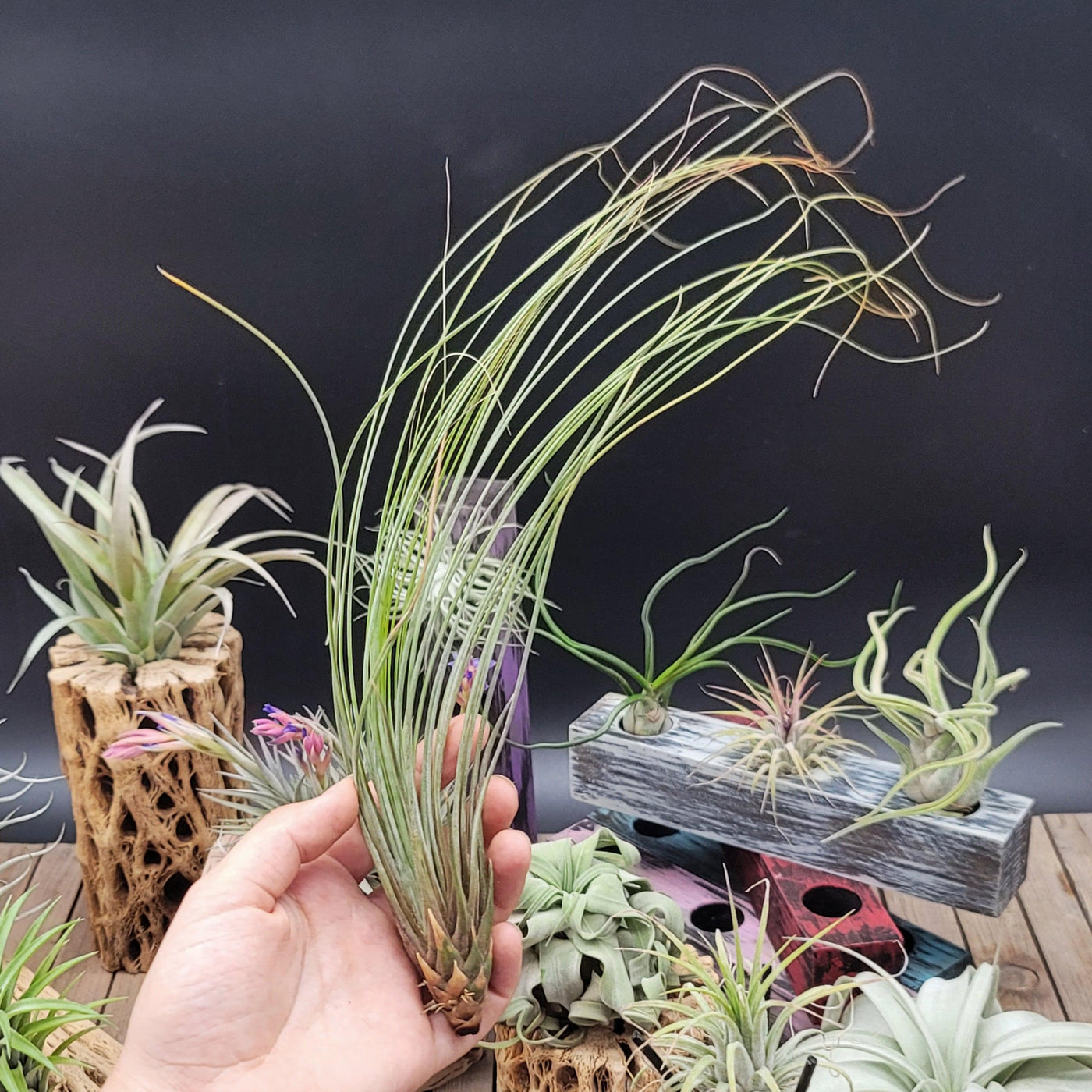 argentea thin air plant Tillandsia Juncifolia Air Plant | Shop Online