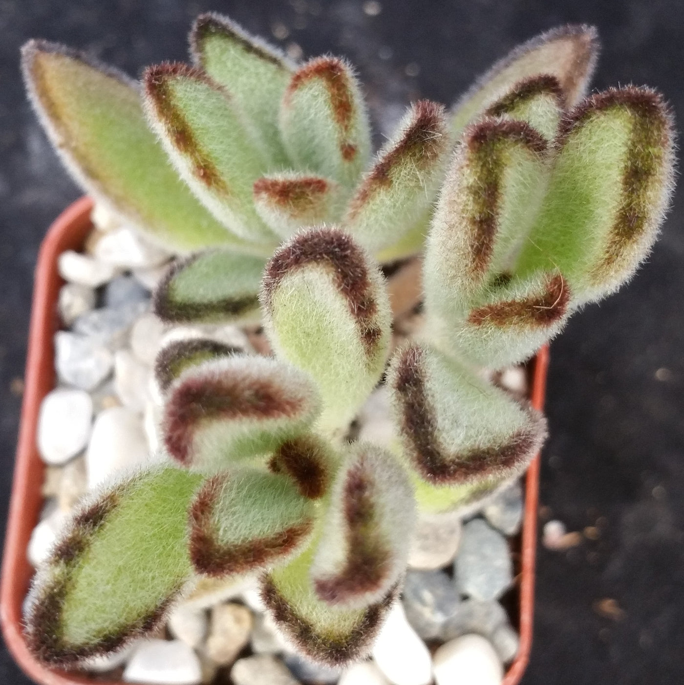tomentosa succulent Panda Plant 'Kalanchoe tomentosa'