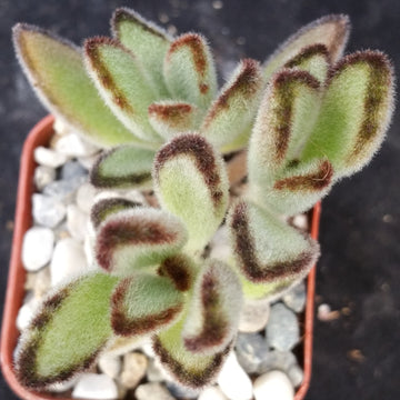 fuzzy white succulent Panda Plant 'Kalanchoe tomentosa'