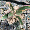 Kalanchoe Fire Rainbow