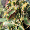 Kalanchoe Fire Rainbow