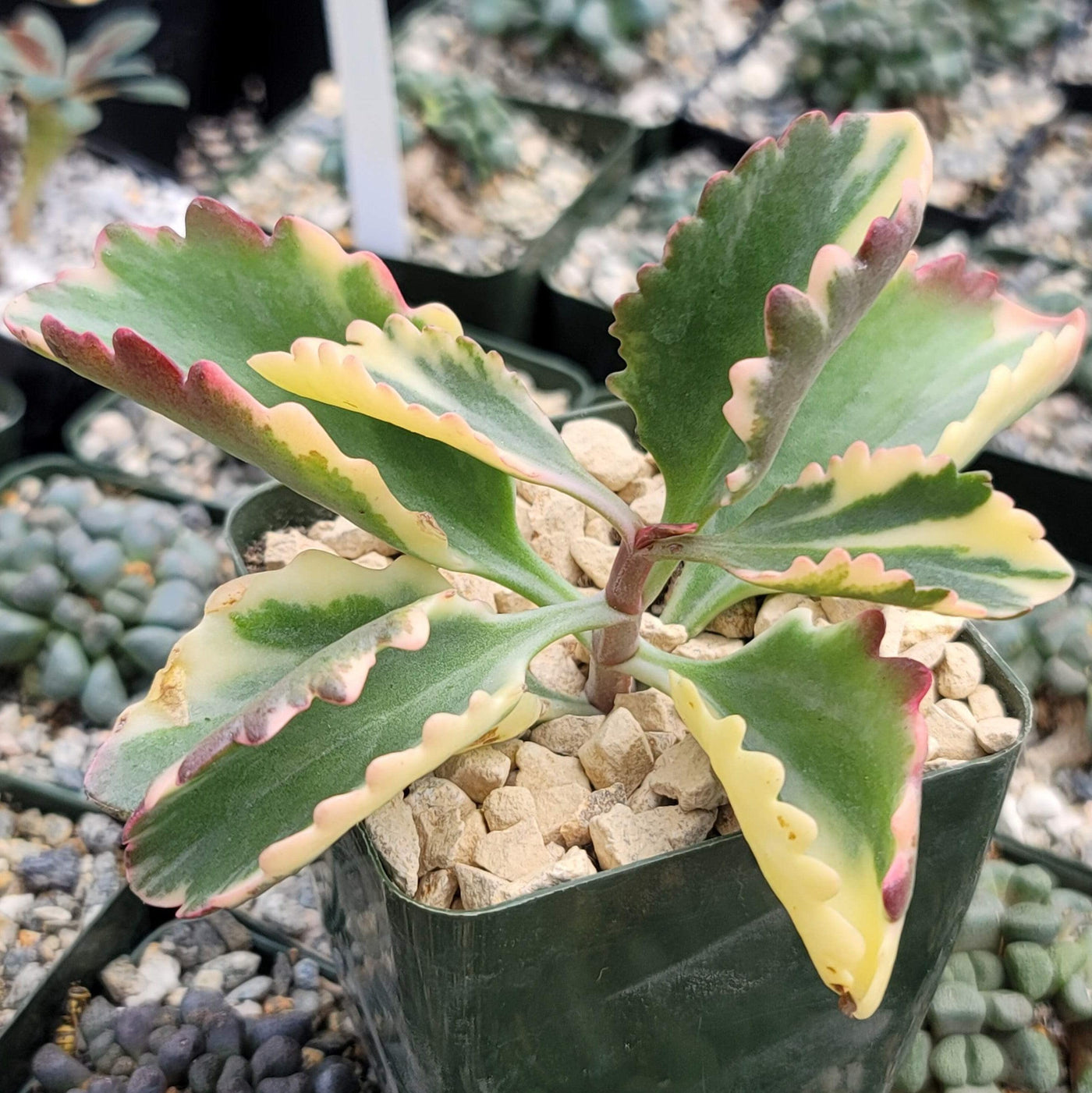 rainbow indoor plant Kalanchoe 'Fire Rainbow' | Shop Online