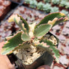 Kalanchoe Fire Rainbow