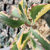 Kalanchoe Fire Rainbow