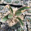 Kalanchoe Fire Rainbow