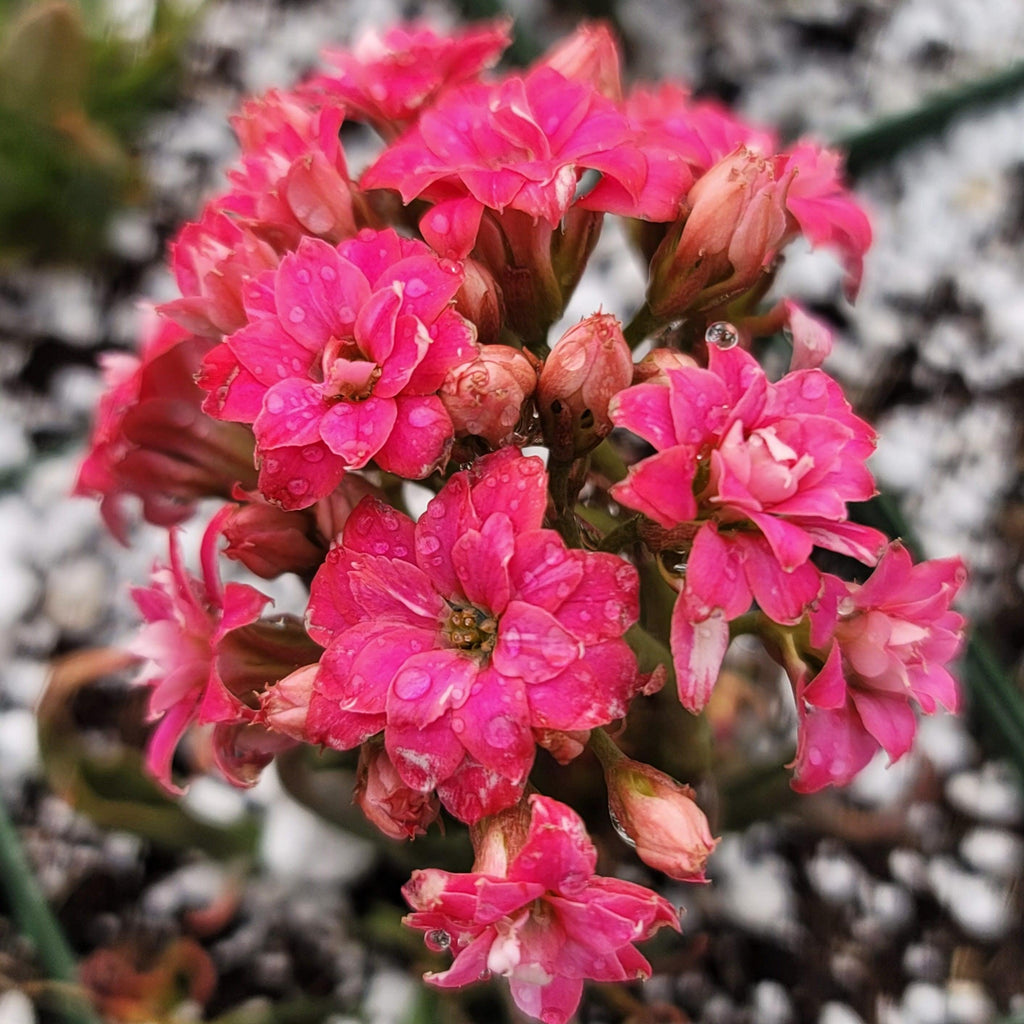Kalanchoe katapifa Tarantula
