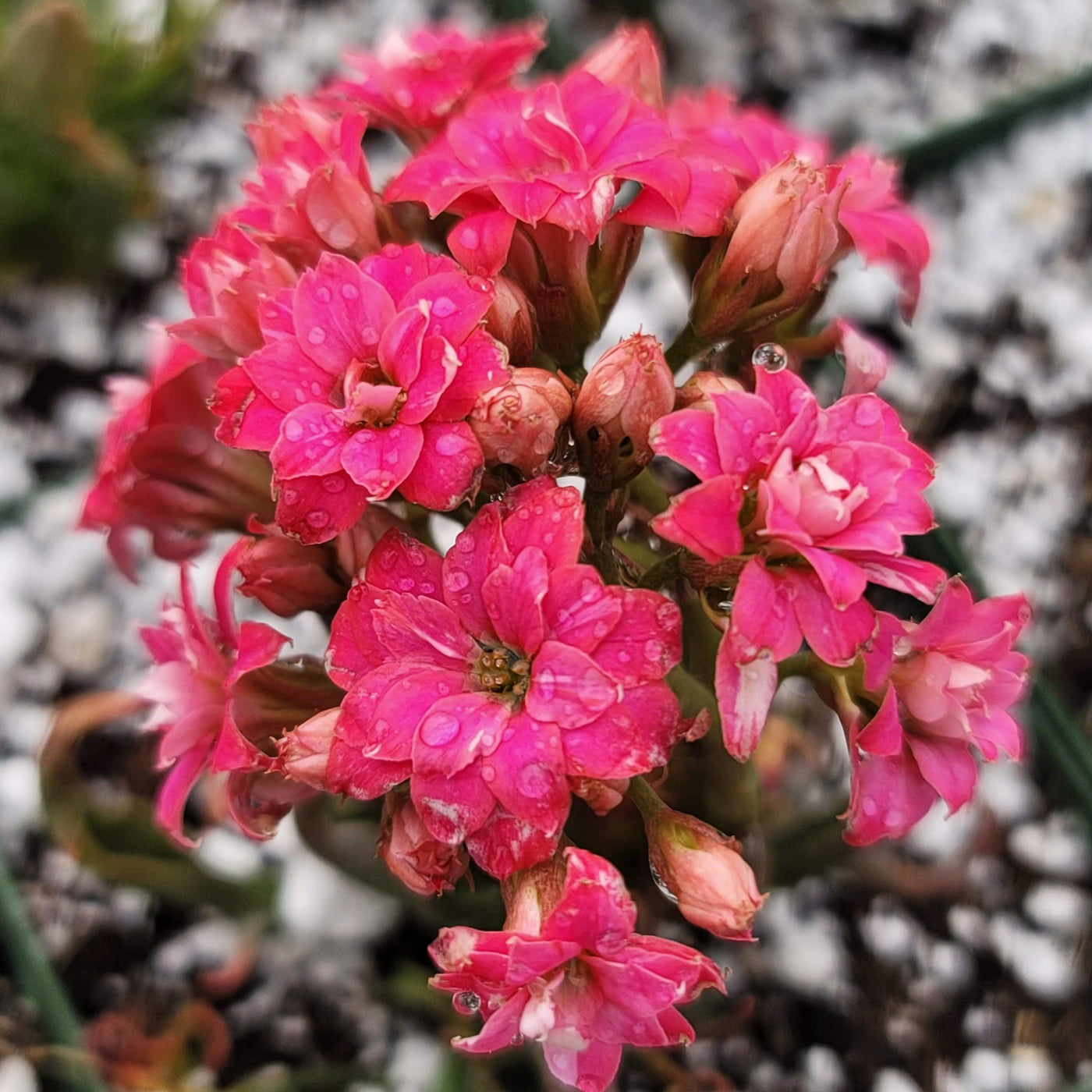 succulent with long stems and pink flowers Buy Kalanchoe Katapifa Tarantula | Easy-Care Succulent